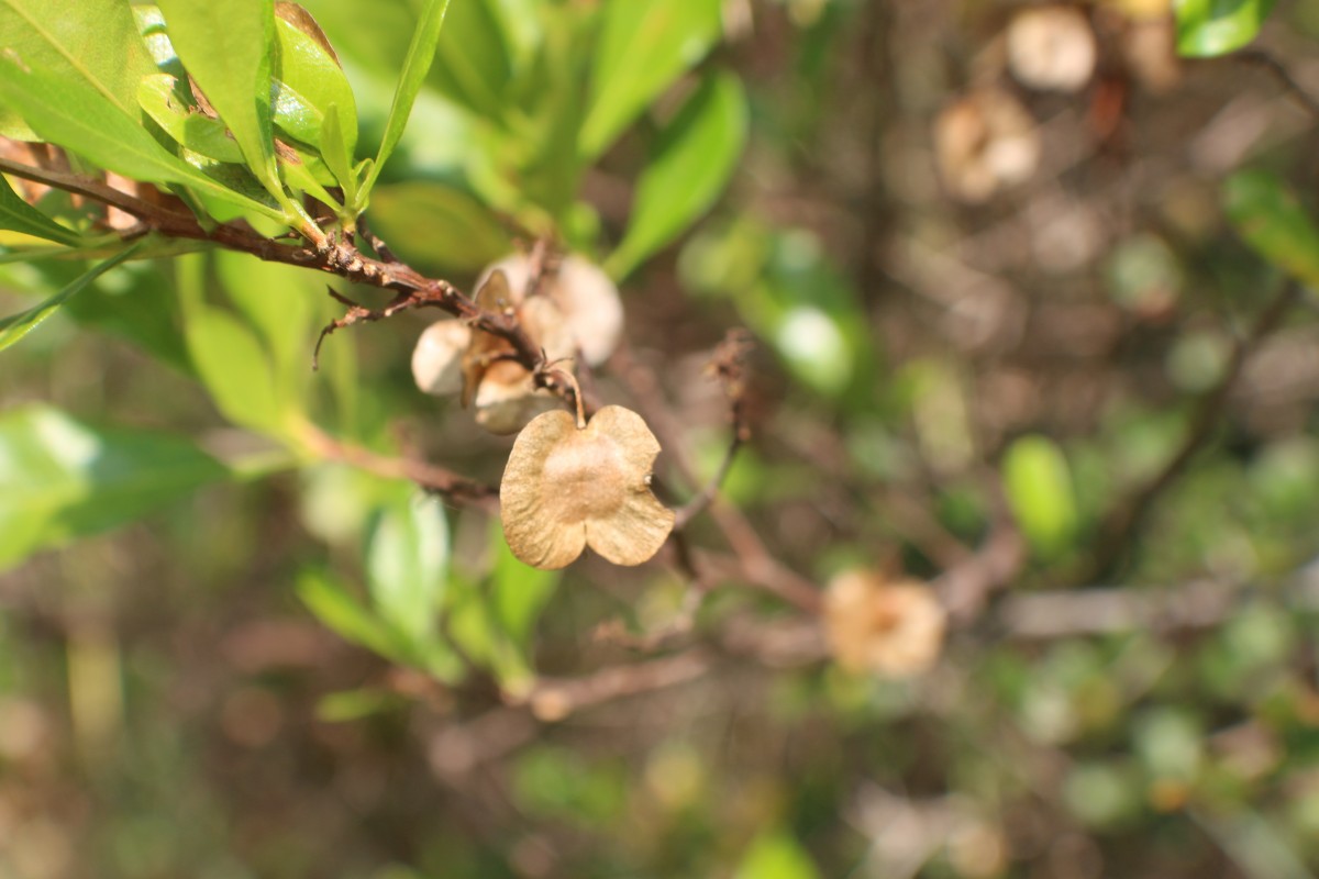 Dodonaea viscosa Jacq.